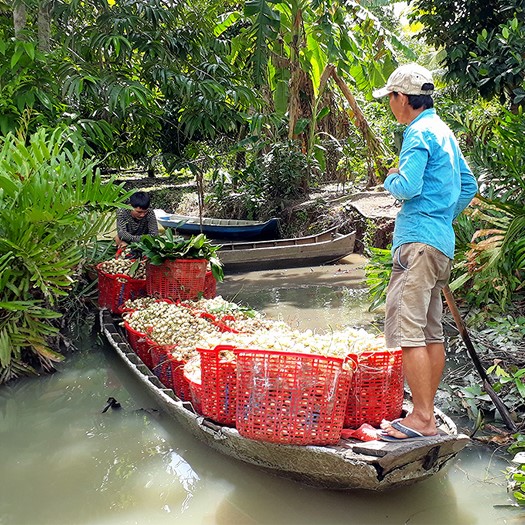 Vườn Trái Cây Tuấn Tường