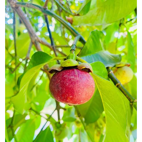 Măng Cụt Miền Tây