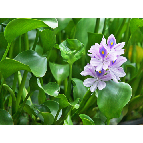 Dưa Ngó Lục Bình – Món Ăn Dân Dã Đậm Vị Quê Hương