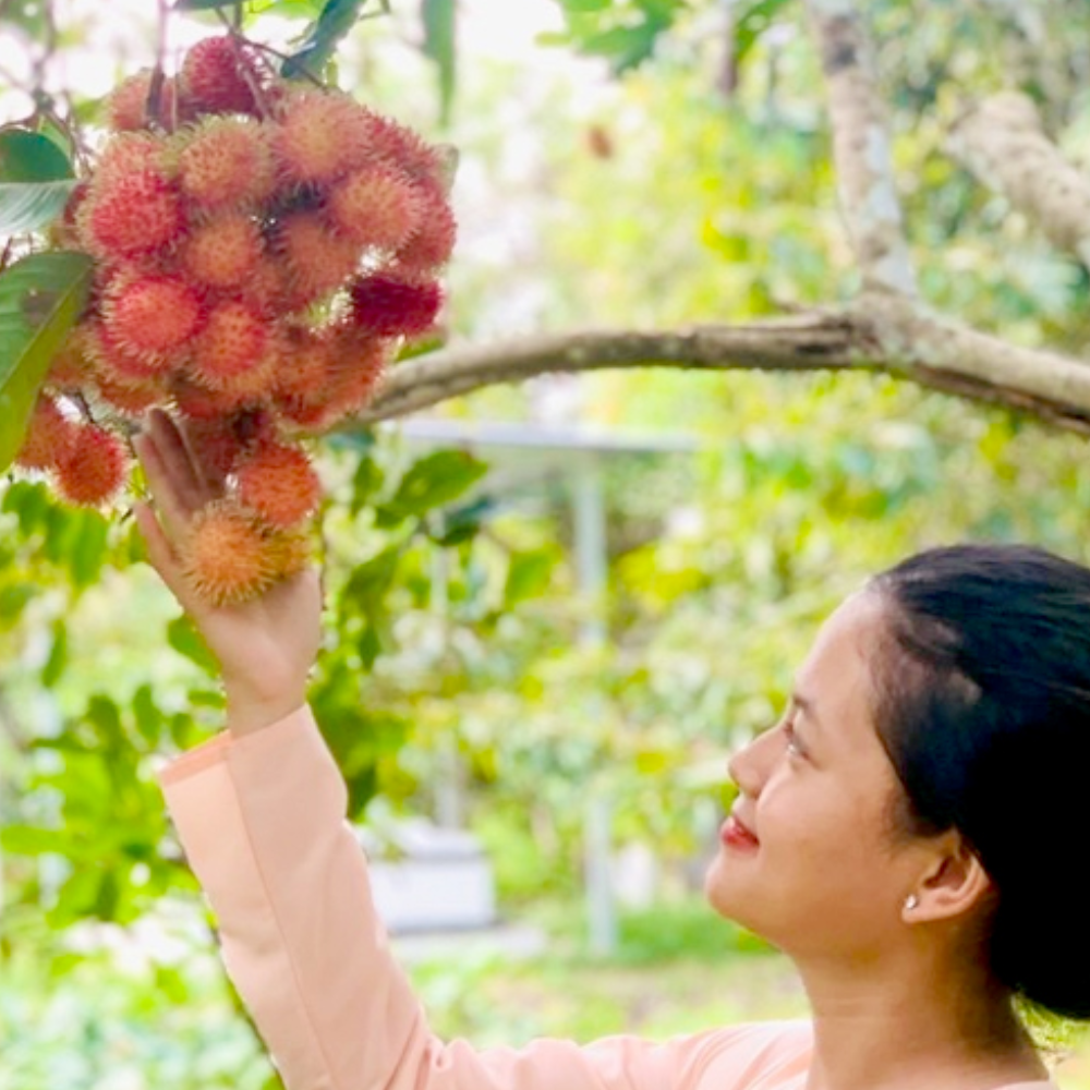 Ứng Dụng Của Trái Chôm Chôm Trong Đời Sống