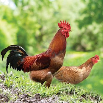 Gà Om Dâu Đặc Sản Phong Điền