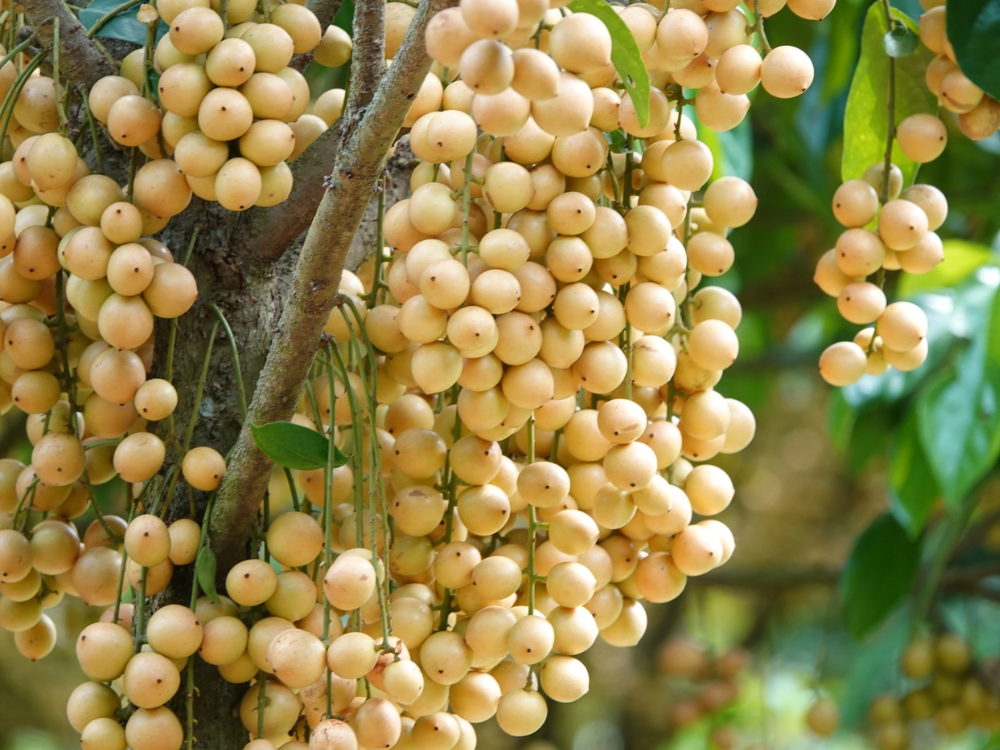 Gà om dâu - Khu du lịch Tuấn Tường