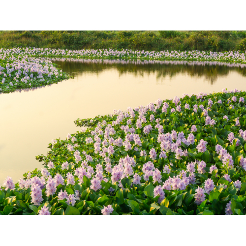 Lẩu Mắm Bông Lục Bình – Hương Vị Dân Dã Chỉ Có Ở Miền Tây Sông Nước