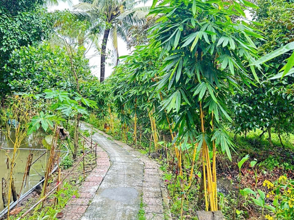 Vườn tre tại khu du lịch sinh thái Tuấn Tường