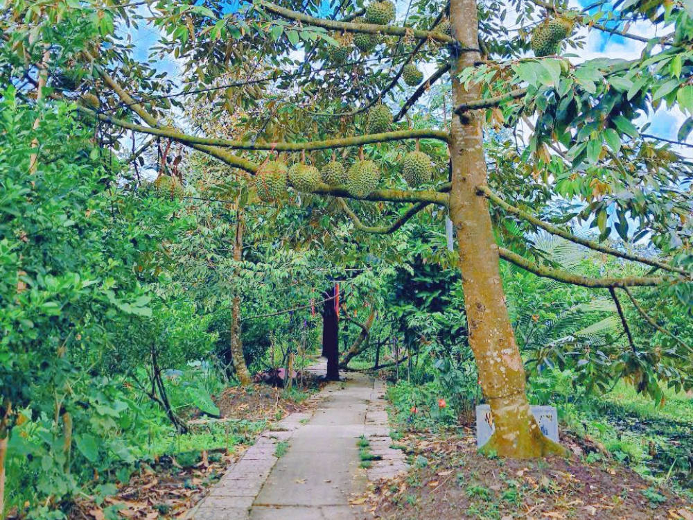Không gian gần gũi với thiên nhiên
