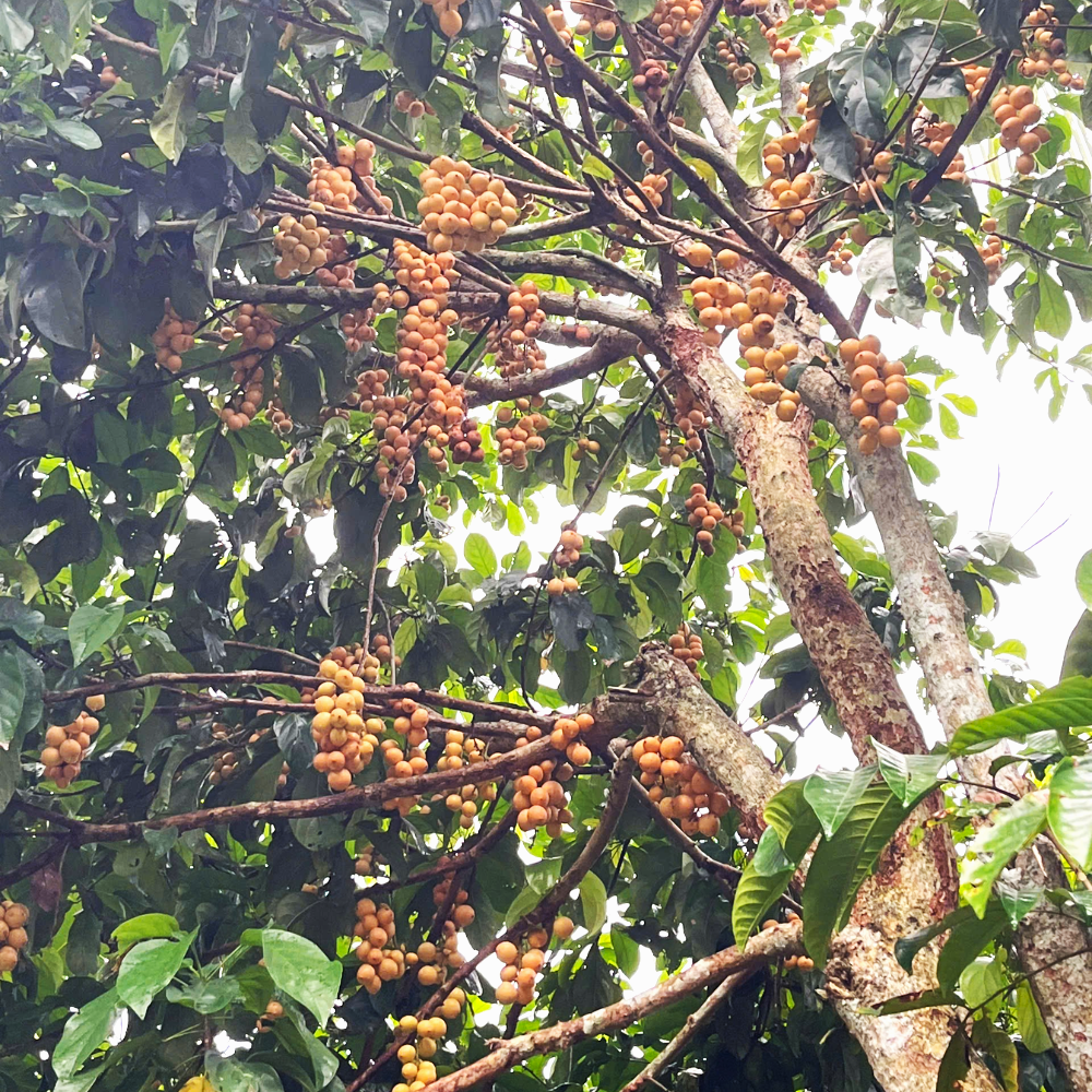 Dâu Hạ Châu – Ngọt Lành Một Miền Ký Ức Tại Tuấn Tường