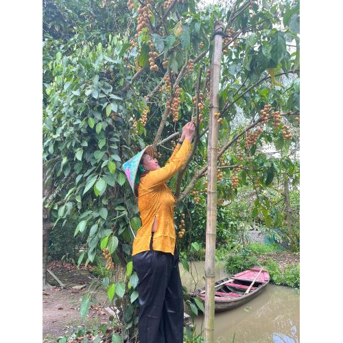 Dâu Hạ Châu – Ngọt Lành Một Miền Ký Ức Tại Tuấn Tường