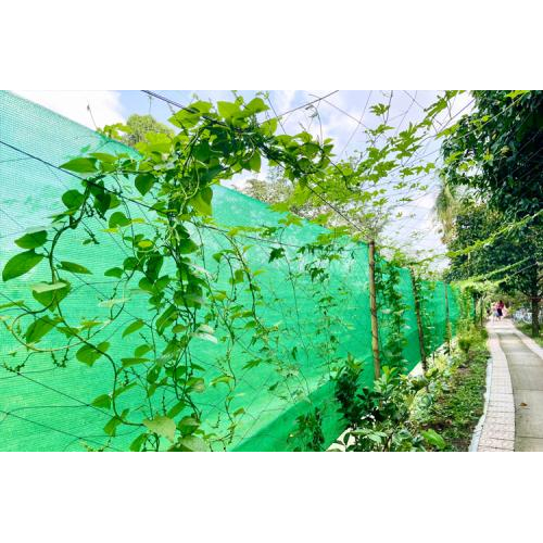 Trải nghiệm hái rau xanh, sạch tại khu vườn của tuấn Tường