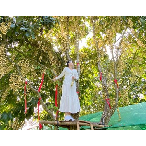 Dâu Hạ Châu – Ngọt Lành Một Miền Ký Ức Tại Tuấn Tường