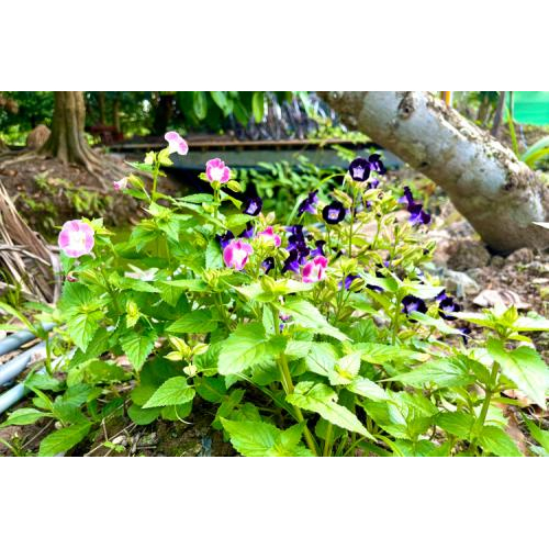 Những Hoạt Động Trãi Nghiệm Thú Vị Ở Tuấn Tường