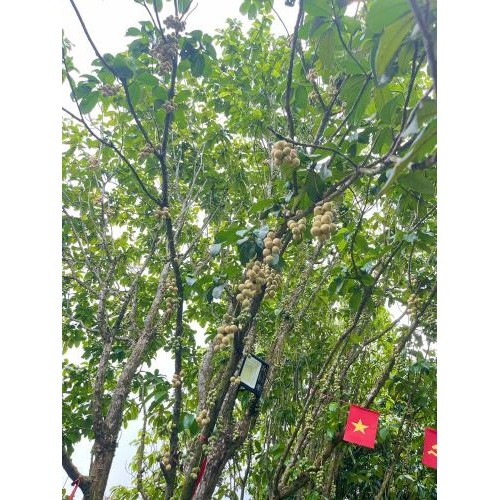 Dâu Hạ Châu – Ngọt Lành Một Miền Ký Ức Tại Tuấn Tường
