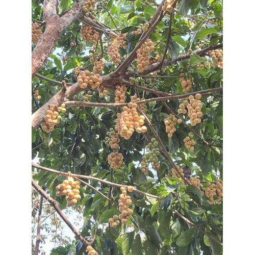 Dâu Hạ Châu – Ngọt Lành Một Miền Ký Ức Tại Tuấn Tường