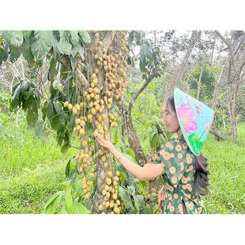 Dâu Hạ Châu – Ngọt Lành Một Miền Ký Ức Tại Tuấn Tường