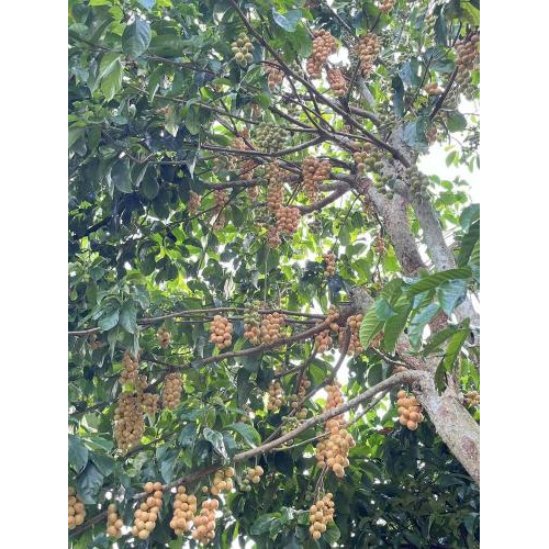 Tuấn Tường – Mảnh vườn nâng niu từ trái dâu