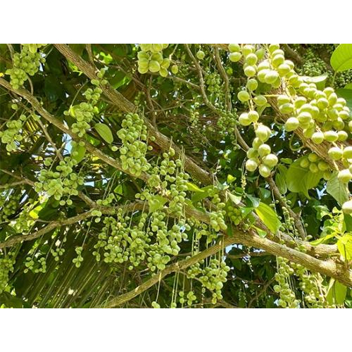 Tuấn Tường – Mảnh vườn nâng niu từ trái dâu