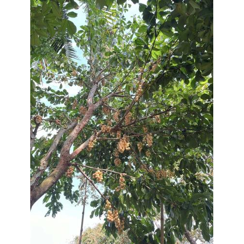Tuấn Tường – Mảnh vườn nâng niu từ trái dâu