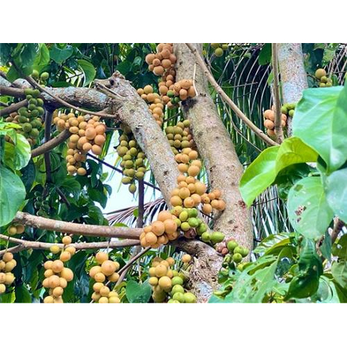Dâu Hạ Châu – Ngọt Lành Một Miền Ký Ức Tại Tuấn Tường