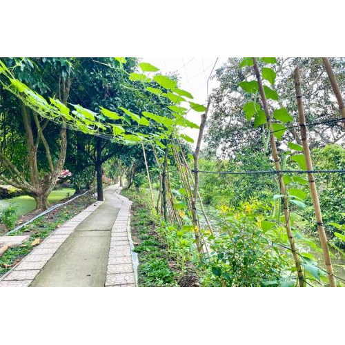 Trải nghiệm hái rau xanh, sạch tại khu vườn của tuấn Tường