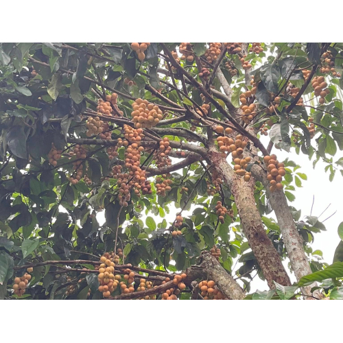 Kết hợp ẩm thực và trải nghiệm miệt vườn