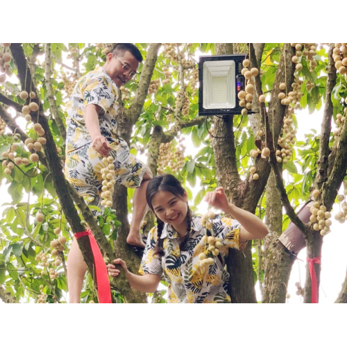 Gà Ta Om Dâu Hạ Châu – Món Ăn Đặc Sắc Tại Khu Du Lịch Tuấn Tường