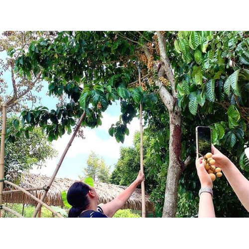 Gà Ta Om Dâu Hạ Châu – Món Ăn Đặc Sắc Tại Khu Du Lịch Tuấn Tường