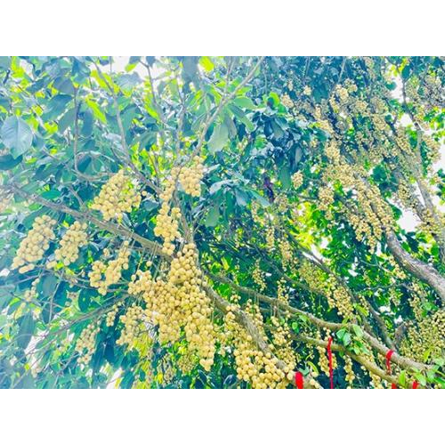Dâu Hạ Châu – Ngọt Lành Một Miền Ký Ức Tại Tuấn Tường