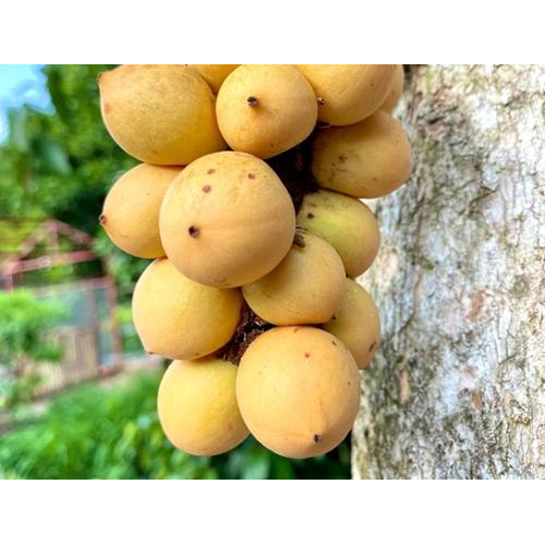 Dâu Hạ Châu – Ngọt Lành Một Miền Ký Ức Tại Tuấn Tường