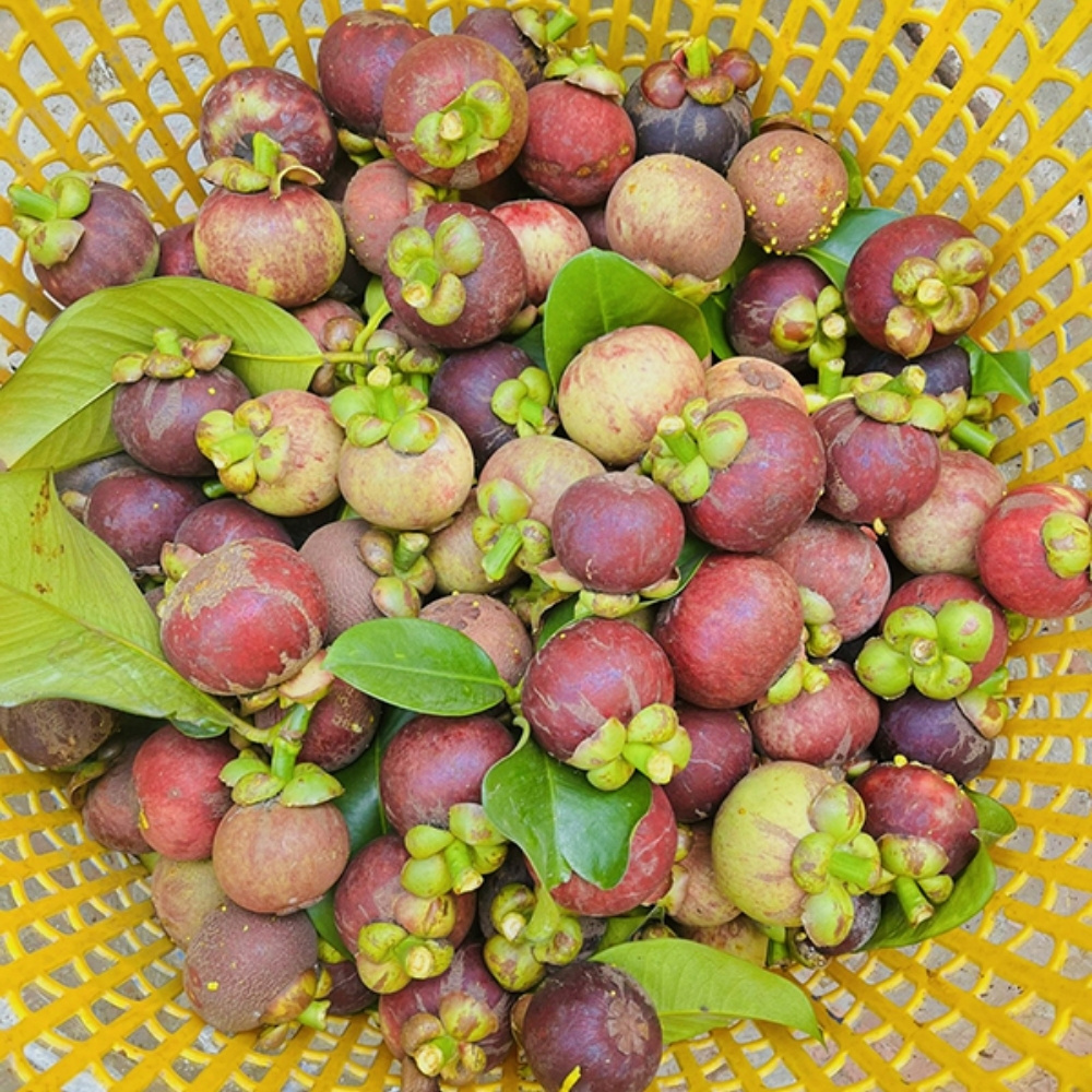 Măng Cụt – Đặc Sản Miền Tây Có Mặt Tại Tuấn Tường