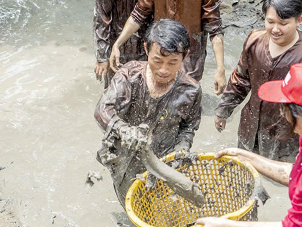 Không khí dân dã – Gắn kết đồng đội qua hoạt động miệt vườn