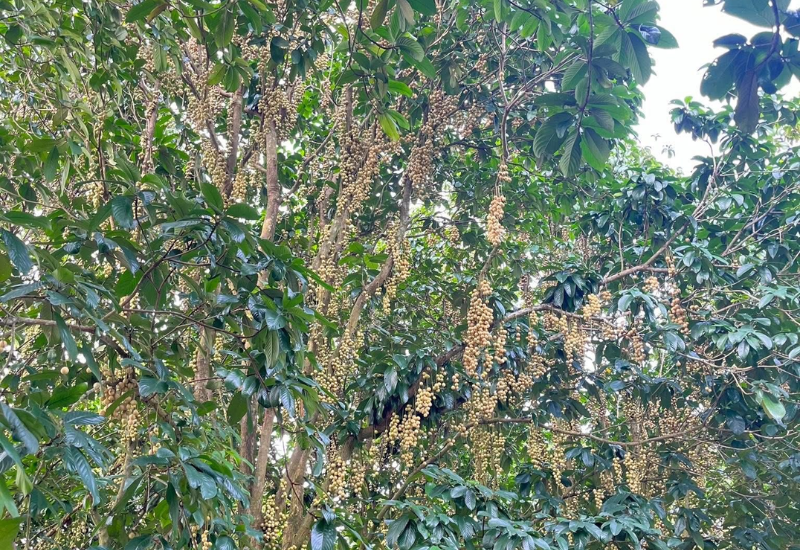 Ghé thăm vườn trái cây tại Tuấn Tường