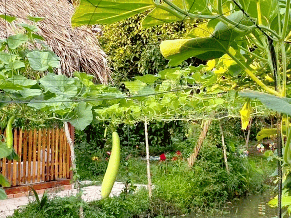 Trải nghiệm hái rau – Niềm vui từ bàn tay bạn